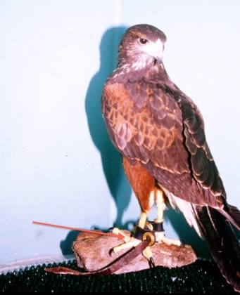 Harris's hawk with jesses, indicated by arrow.