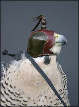 Peregrine falcon in a Dutch hood.
