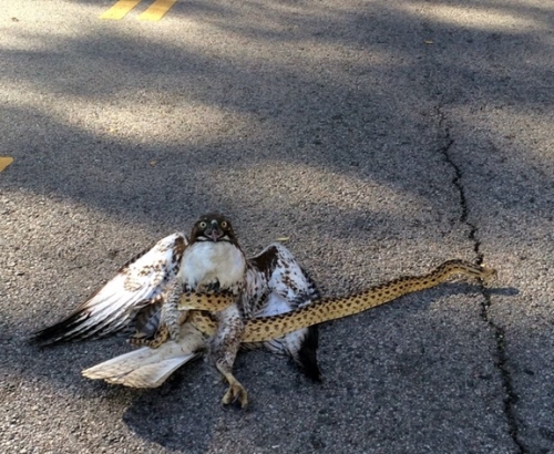 Gopher snake schools juvenile red-tailed hawk on the streets of the city